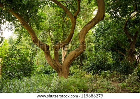 Crooked tree in forest