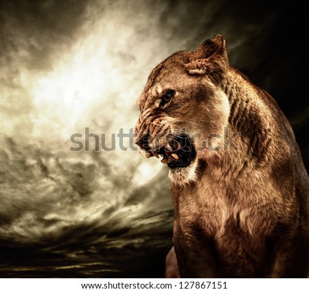 Roaring Lioness Against Stormy Sky