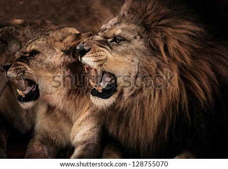 Close-up shot of roaring lion and lioness