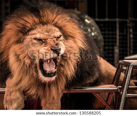 Close-up shot of  gorgeous roaring lion in circus arena