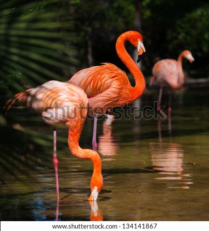 Group Of Pink Flamingos Near Water