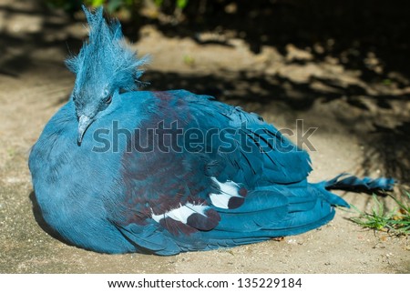 Beautiful crowned pigeon lying down