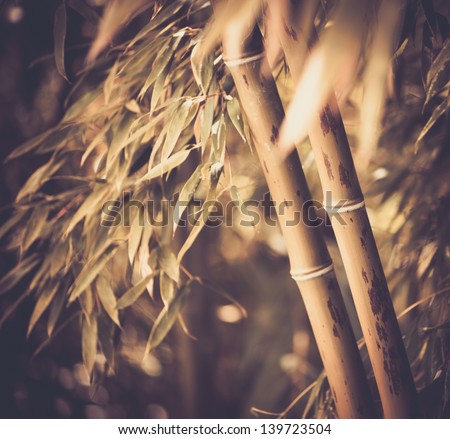 Toned picture of a bamboo plant