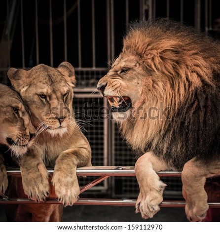 Gorgeous roaring lion and two lioness on circus arena