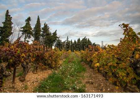 Beautiful vineyard landscape view