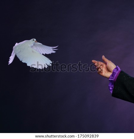 Trained white dove flying to magician hand
