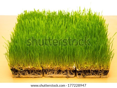 Fresh green grass on a table