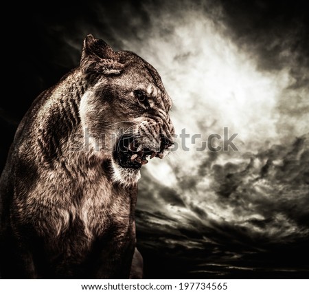 Roaring lioness against stormy sky