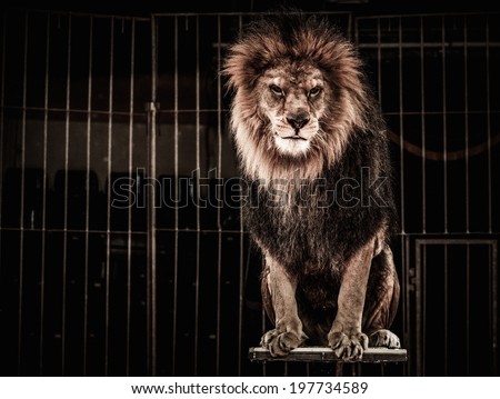 Lion in a circus cage Lion in a circus cage