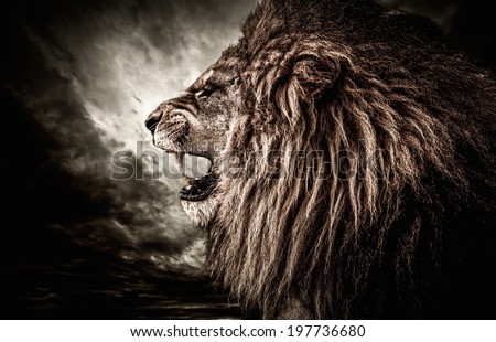 Roaring lion against stormy sky