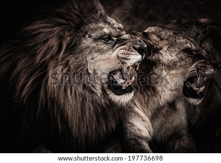 Close-up shot of roaring lion and lioness