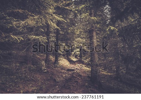 Path in beautiful forest