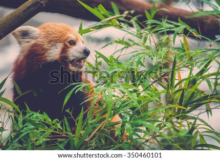 Cute red panda eating a bamboo tree leaves