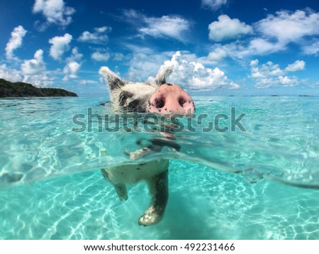 Wild, swimming pig on Big Majors Cay in The Bahamas.