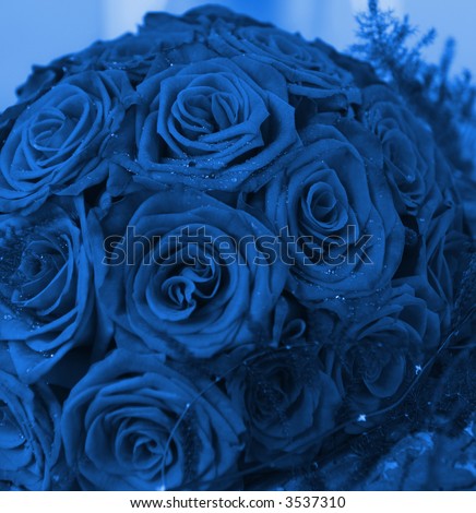 Bunch of red roses (toned in blue)