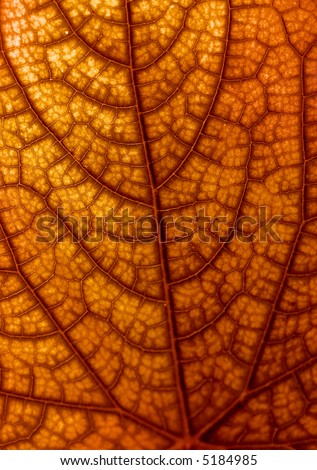 Dry autumn leaf texture
