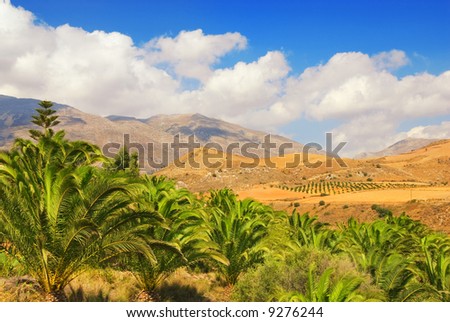 Beautiful landscape view to the palm grove with nice mountain perspective