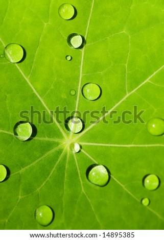 Green leaf texture with water drops on it