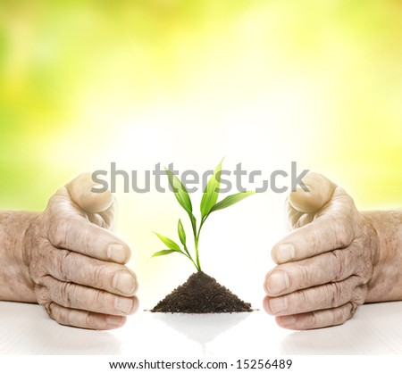 Old hands and young plant between them