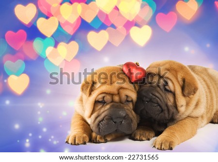Shar Pei Puppies At 3 Weeks Old Living In The Philippines Photo | Dog ... Shar Pei Puppies At 3 Weeks Old Living In The Philippines Photo | Dog ...