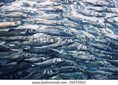Abstract fish background