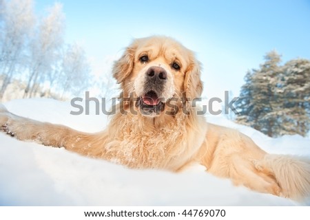 golden retriever puppies in the snow. Images lovely golden retriever