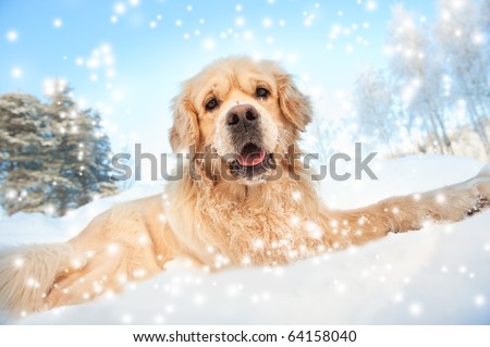 golden retriever puppies in the snow. stock photo : Lovely golden