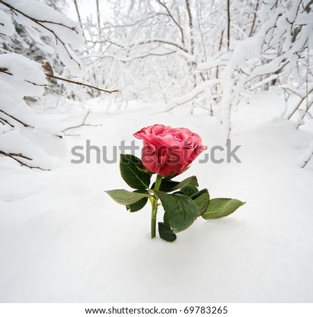 stock-photo-beautiful-rose-in-the-snow-69783265.jpg