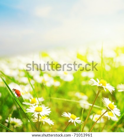 Daisy field