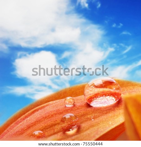 Orange flower petals with water drops on it over blue sky