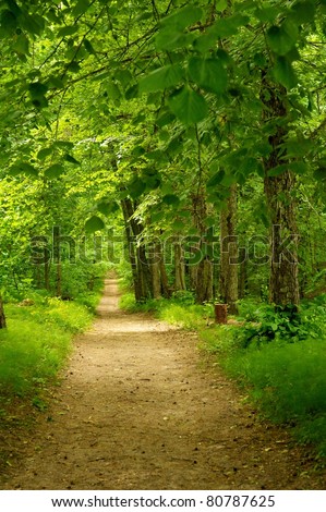 Beautiful path in forest