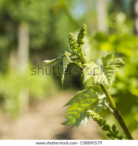 Close up on young grapevine leaves, growing at sunny garden, grape leaves border over natural blue sky, harvest concept