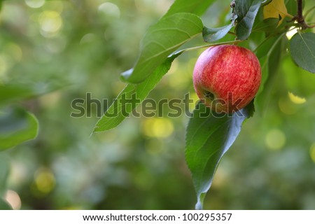 Red apple on a tree with green blurred background.