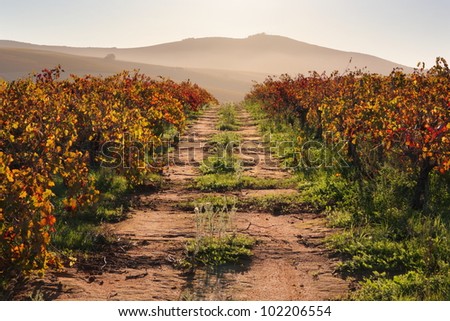 Road running through back lit vineyard with rich fall colors and distant hills.