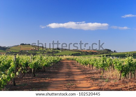 Green vineyard, red soil and distant hills against blue sky and single cloud.