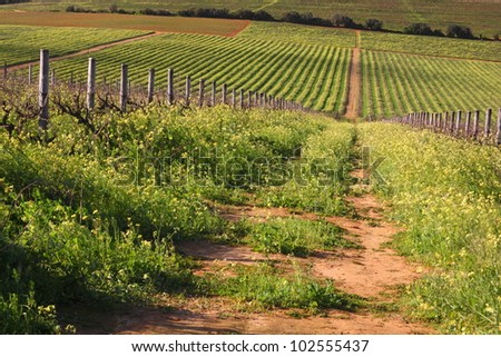 Straight farm road with red soil runs through overgrown green vineyard in winter sunlight.