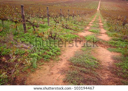 Red soil farm road running into distance through a bare vineyard, red brown and green tones.