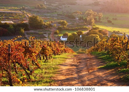 Hilly golden and red vineyard farmland scene with farm road and warm evening light.