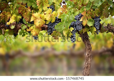 Ripe bunches of red wine grapes hang from an old vine in warm evening light.