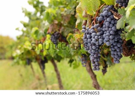 View of vineyard row with bunches of ripe red wine grapes