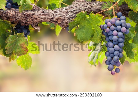 Single bunch of Shiraz grapes on vine