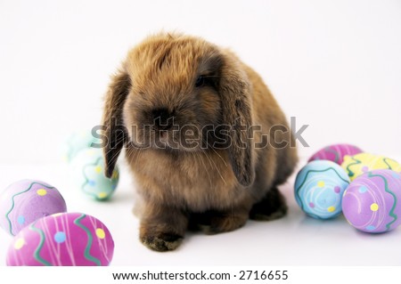 cute easter bunnies and eggs. stock photo : A cute easter bunny with colorful eggs