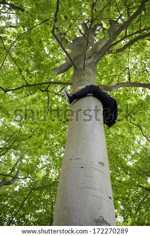 Businessman in a suit clinging to the trunk of a tall tree with his arms and legs viewed from directly below as he dangles just below the leafy green canopy and spreading branches, conceptual image