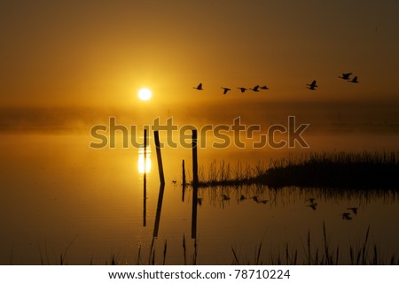 Morning sunrise over march water with a group of canadian geese flying by, fog on the water