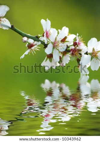 Almond flowers reflecting in water
