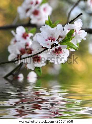 Almond tree flowers reflected in water