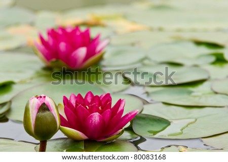 lily pad and flower