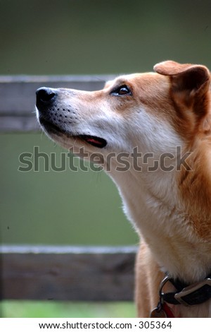 Dog looking left