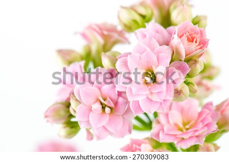 Pink flowers on white background, Kalanchoe blossfeldiana.