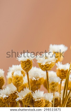 Bouquet of dried flowers.